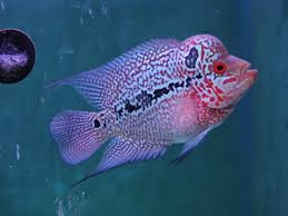 SRD Flowerhorn