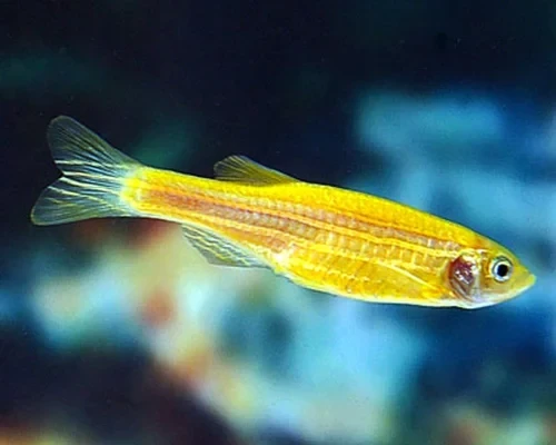 Yellow Zebra Danio