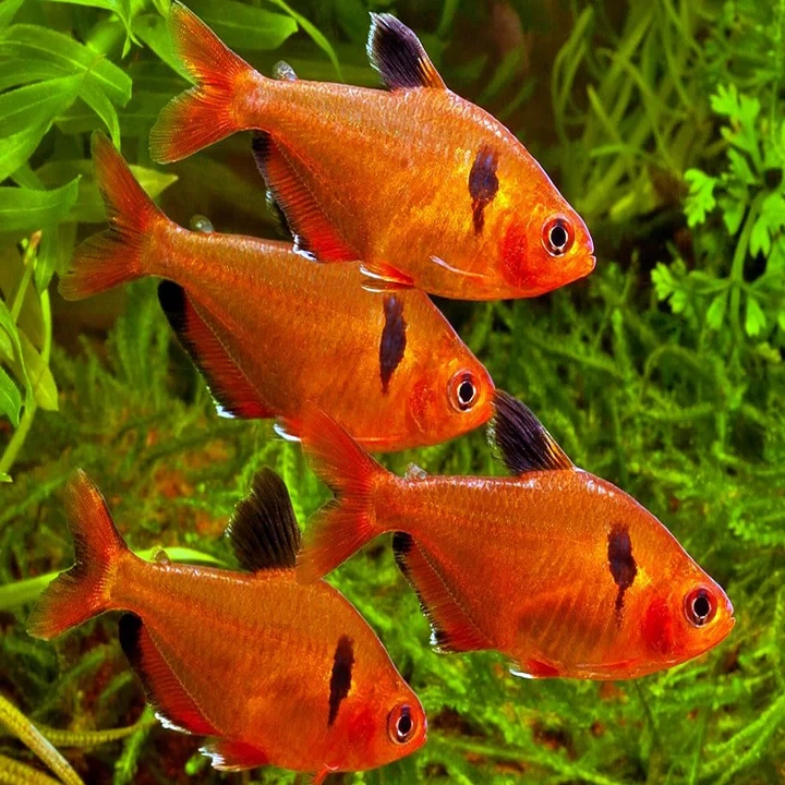 Serpae Tetra