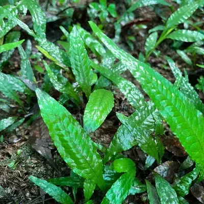 Java Fern [green genome]