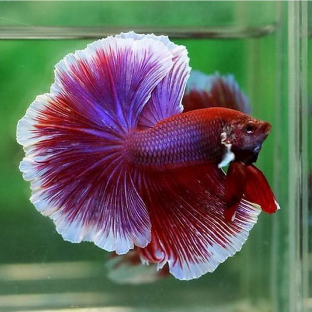 Elephant Ear Fighter Betta