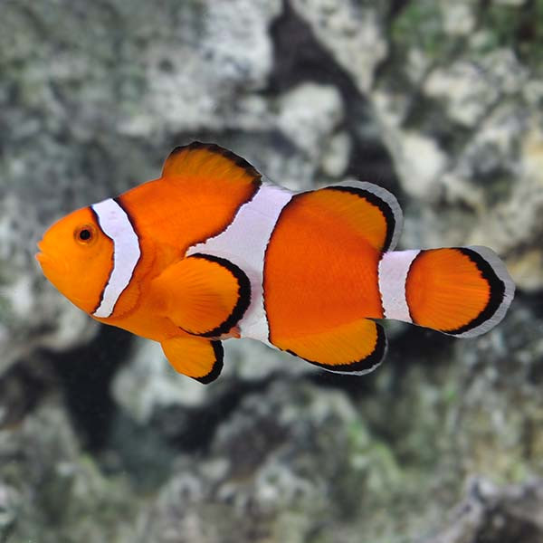 Ocellaris Clown fish