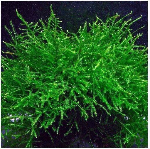 Java moss(bunch