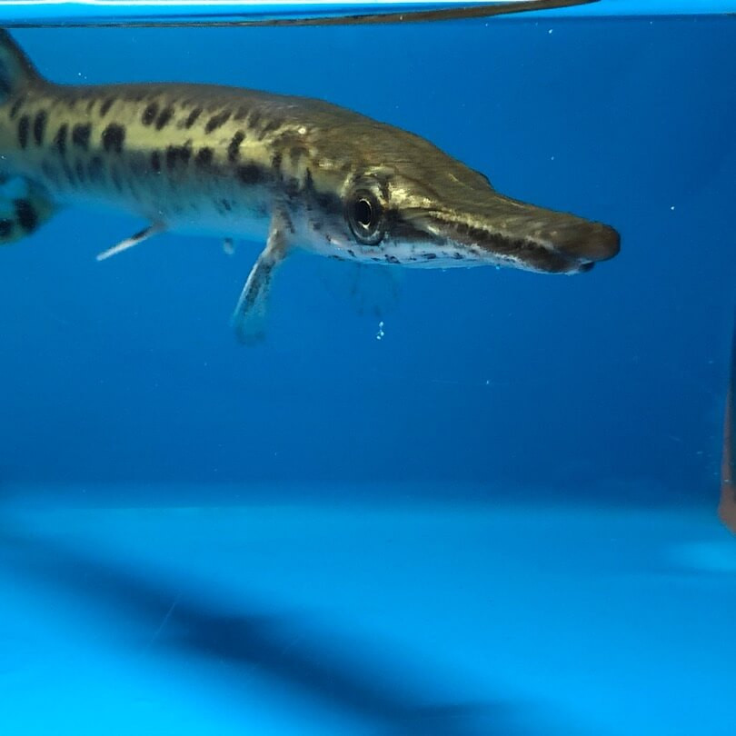 Alligator Gar