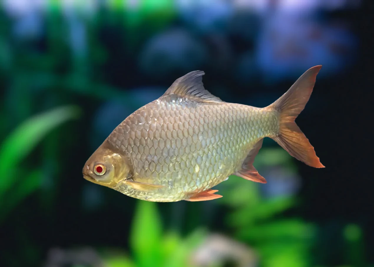 Albino Tinfoil Barb