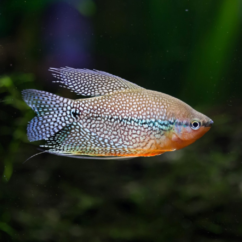 Giant Gourami