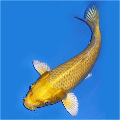 Ogon Koi kolathur fish