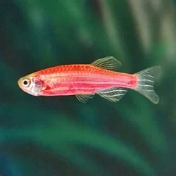 Pink Zebra Danio