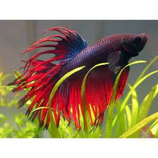 King Cobra Crown Tail betta fish