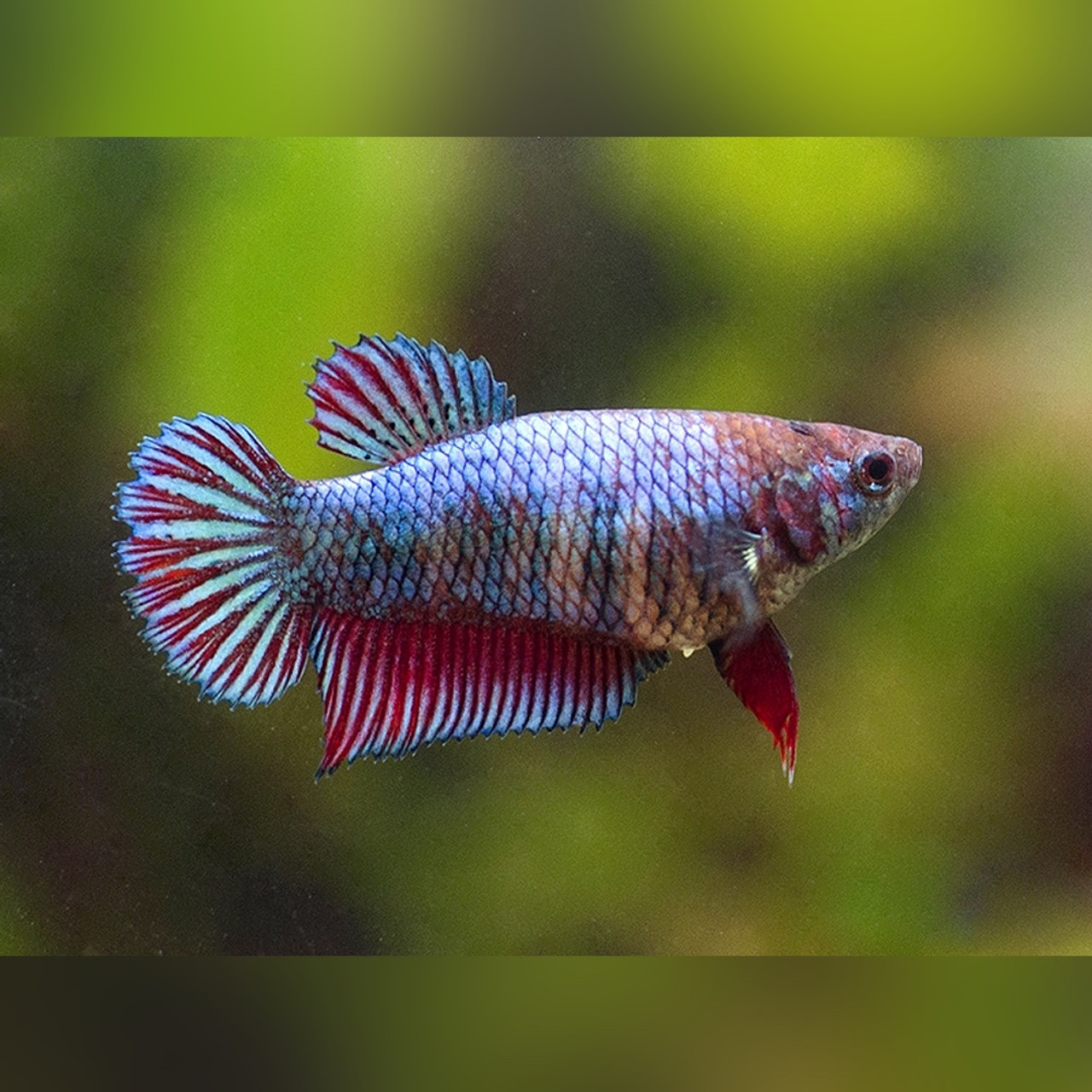 Betta Fish Female