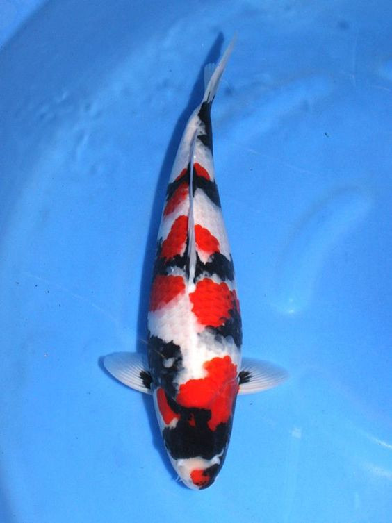 Showa Sanshoku Koi kolathur fish market