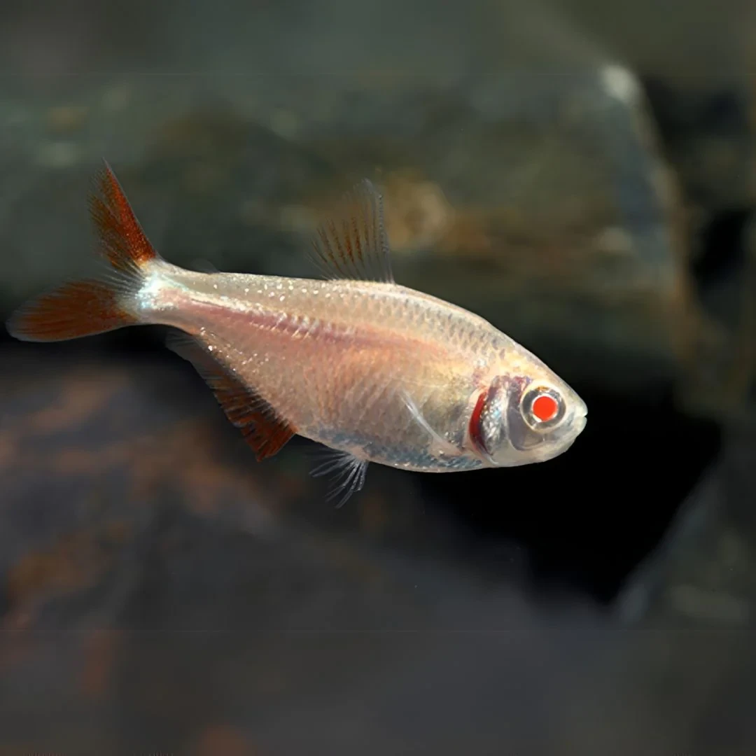 TETRA-ALBINO BEUNUS