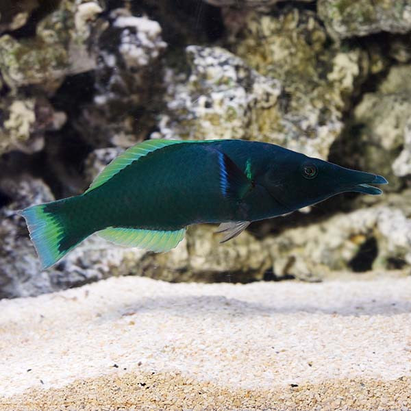 Bird Wrasse fish