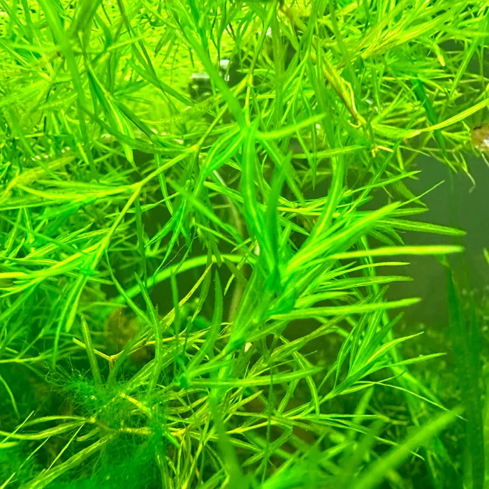 Guppy grass