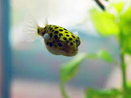 Puffer fish