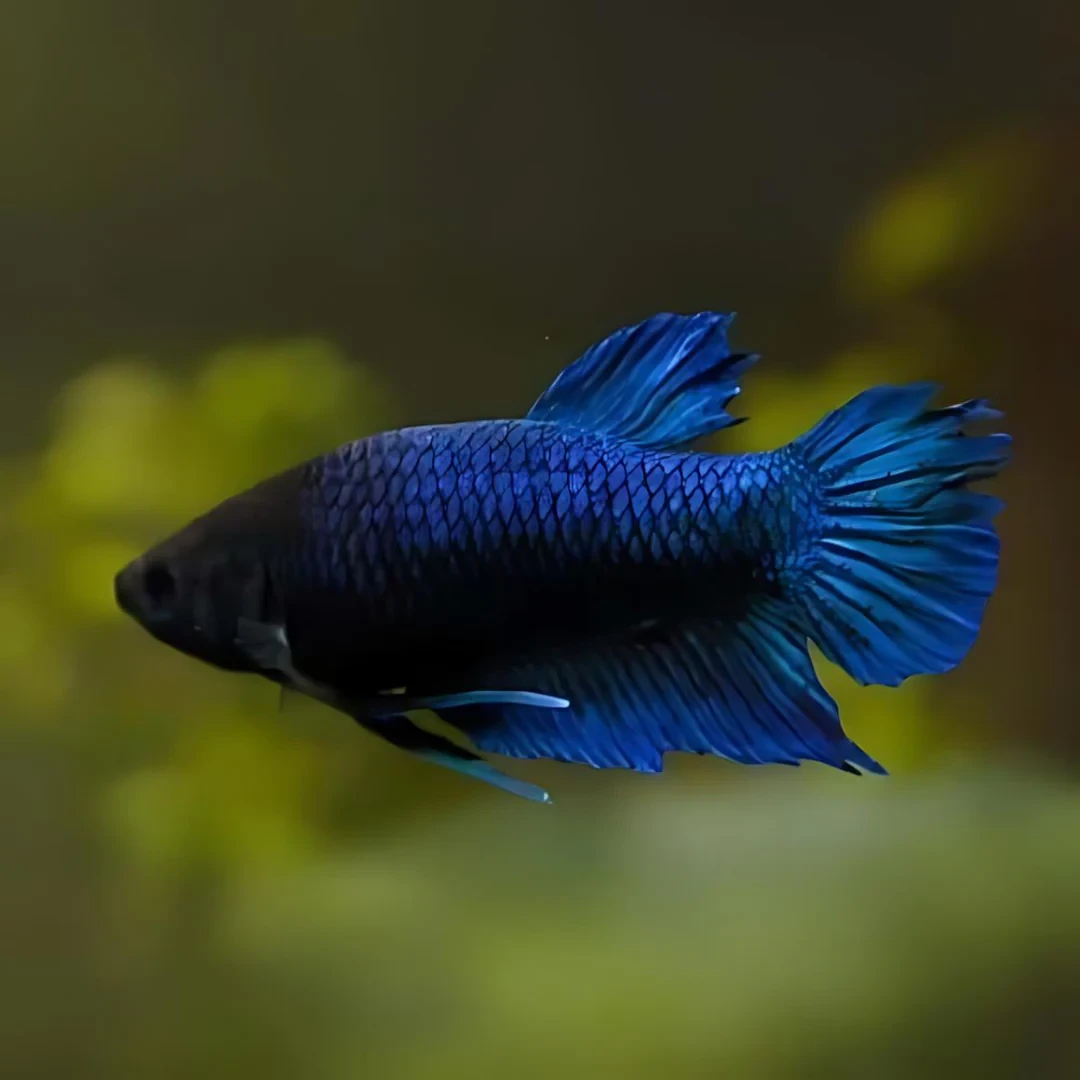 Betta Fish Female