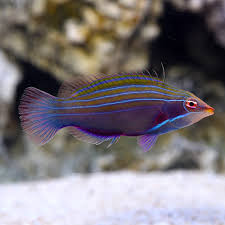 Four-Lined Wrasse fish