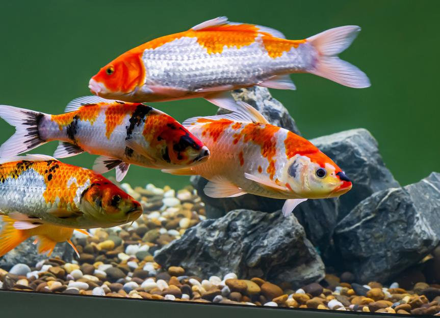 KOI CARP(PRICE ONWARD)