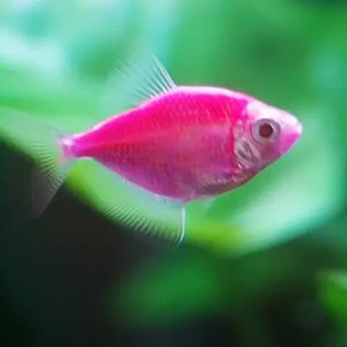 Widow tetra (Green/Pink)