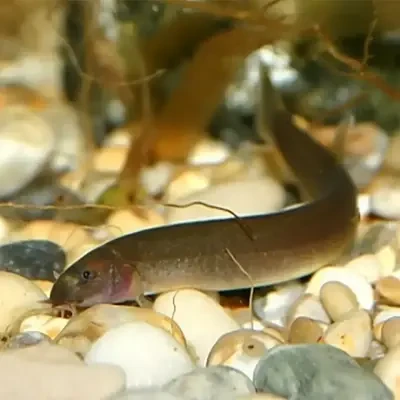 Kuhli Loach