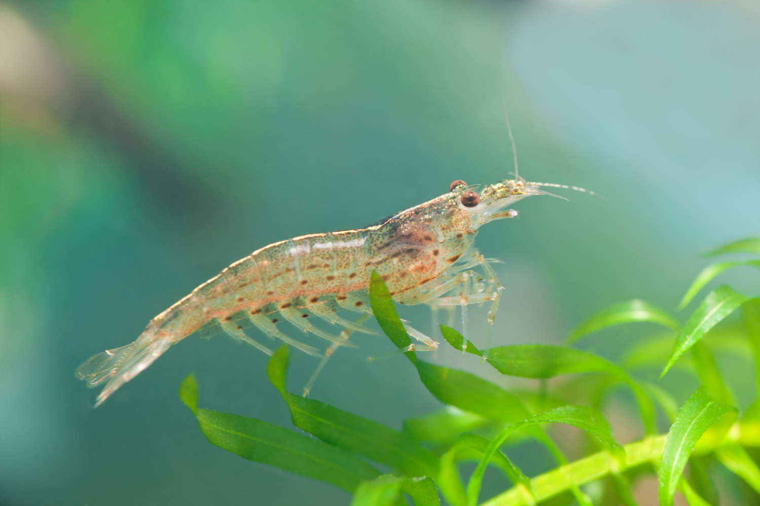 YAMATO (AMANO) SHRIMP