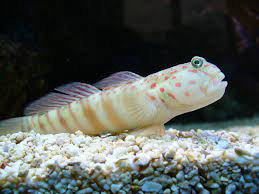 Pink Spotted Watchman Goby fish