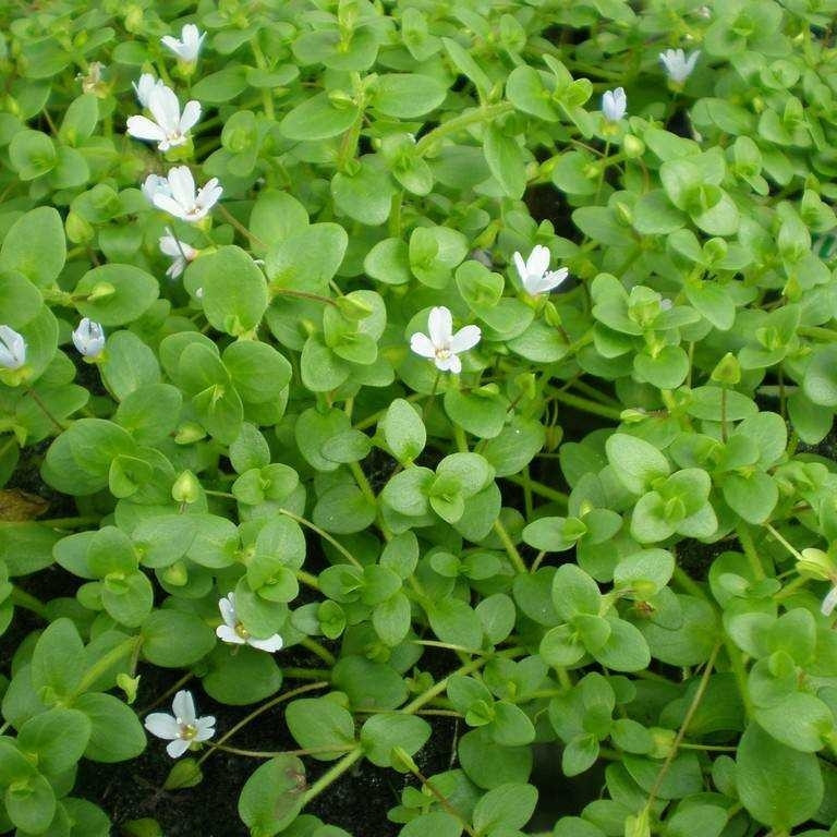 Bacopa Australis (Yellow Bacopa)