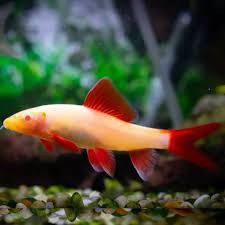 Albino Rainbow Shark