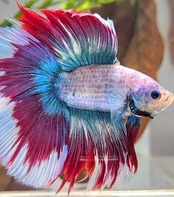 DoubleTail Fullmoon Betta Fish