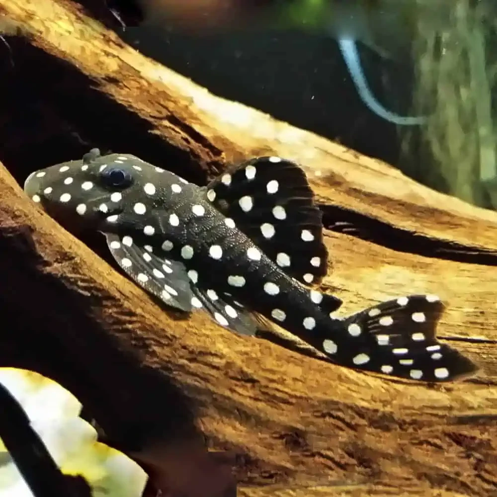 Pleco - L201