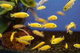 Cichlid (S)