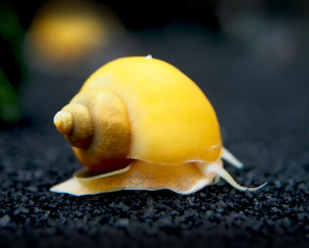 Snail