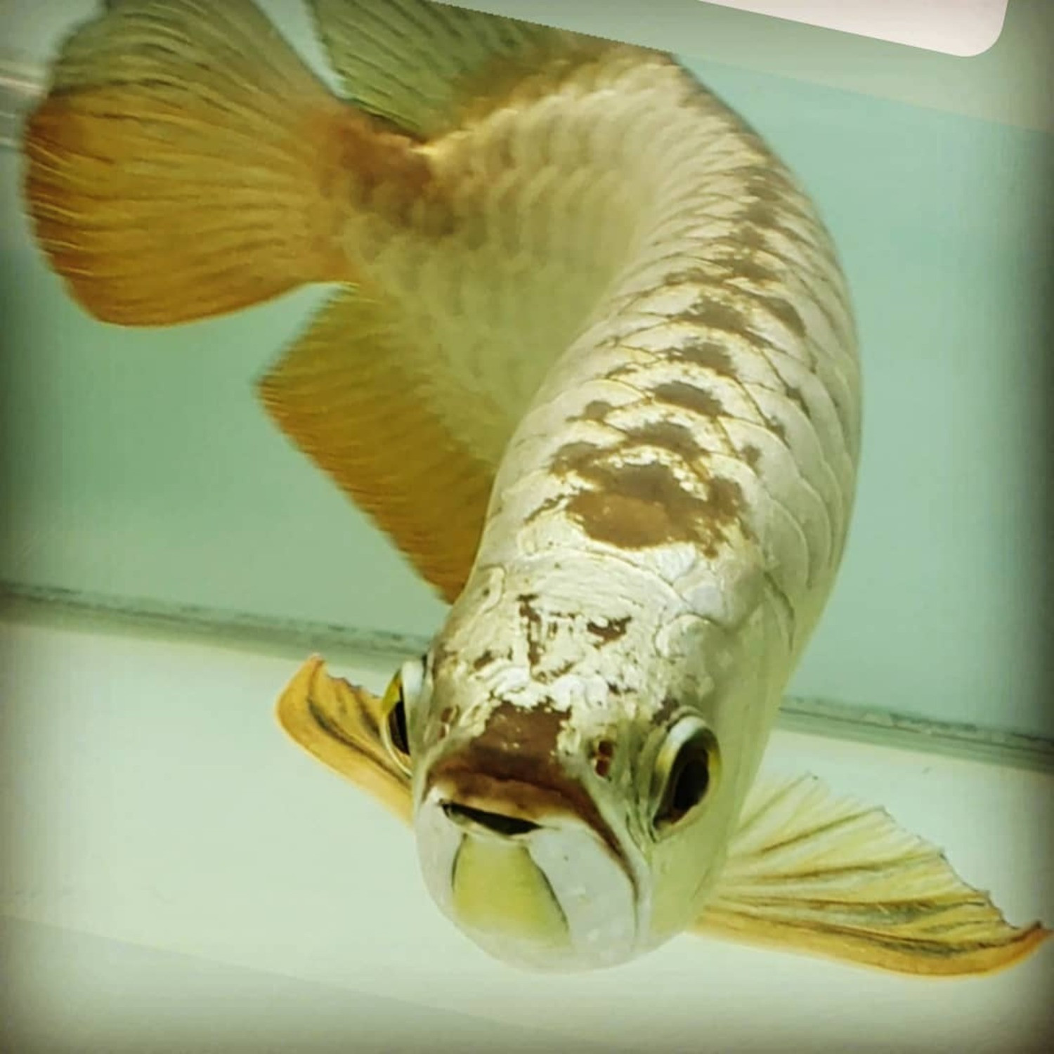 Premium 24k Golden Head Arowana