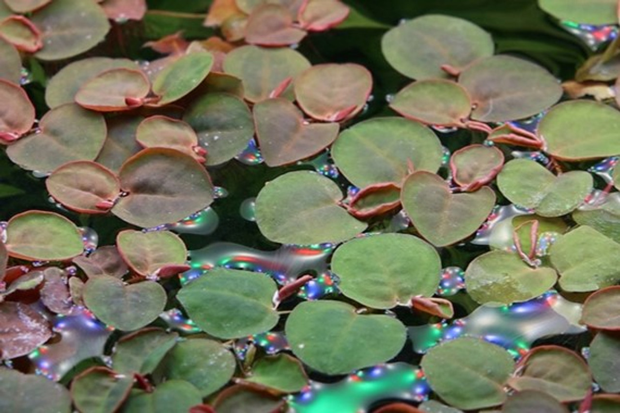 Red Root Floater